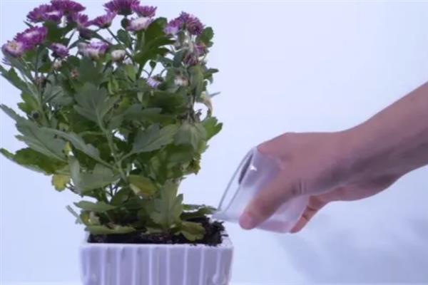 菊花夏天开花是否正常，不同品种的开花时间存在差异