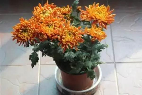 菊花夏天开花是否正常，不同品种的开花时间存在差异