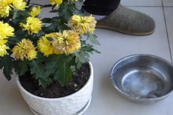 菊花夏天开花是否正常，不同品种的开花时间存在差异