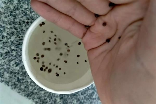 洋葱怎么育苗，播种后用稻草保温可加快出苗速度