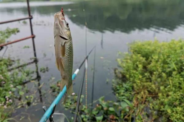 用37调鱼竿钓鲫鱼的效果，适合野钓鲫鱼、鲴鱼等小型鱼类