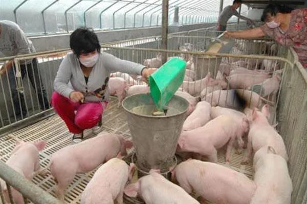育肥猪的正常体温，正常体温是38.5-39.5℃