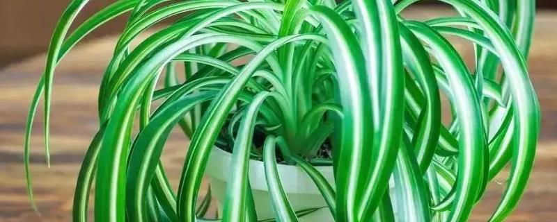 盆栽植物过度施肥怎么办，大量浇水可以稀释肥料