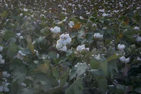 棉花田雨季如何管理，雨停间隙人工及时抹掉赘芽