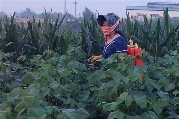 棉花田雨季如何管理，雨停间隙人工及时抹掉赘芽