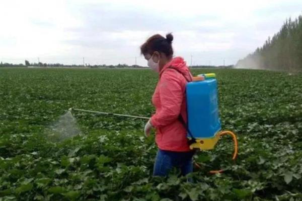 棉花田雨季如何管理，雨停间隙人工及时抹掉赘芽