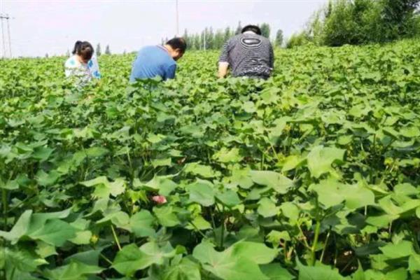棉花田雨季如何管理，雨停间隙人工及时抹掉赘芽