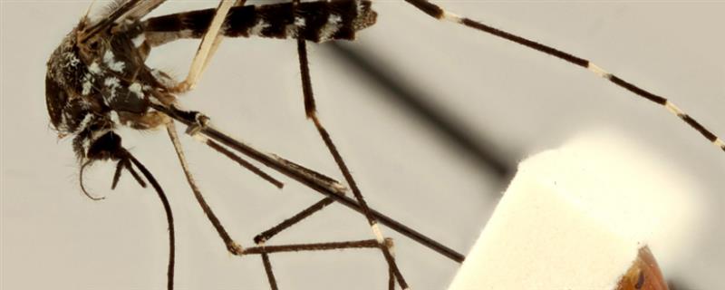 蚊子有什么种类，主要有中华按蚊、嗜人按蚊、多斑按蚊等品种