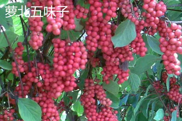 黑龙江省萝北县的特产，萝北黑木耳具有悠久的栽培历史