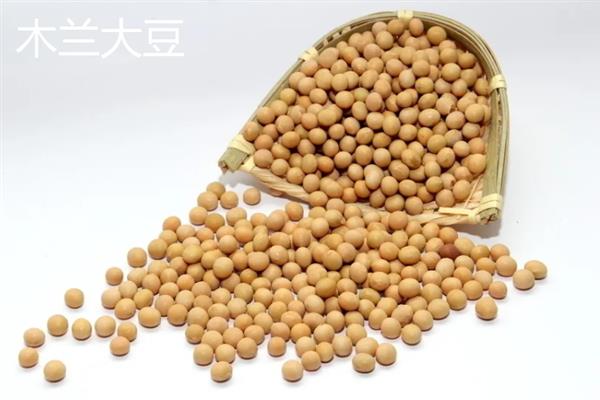 黑龙江省萝北县的特产，萝北黑木耳具有悠久的栽培历史