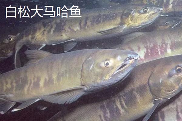 黑龙江省萝北县的特产，萝北黑木耳具有悠久的栽培历史