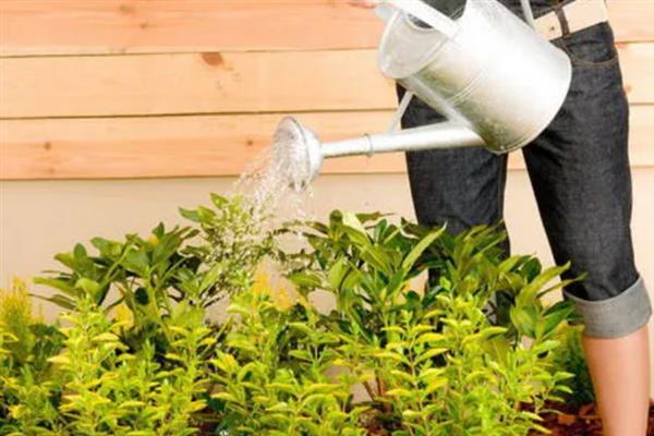 盆栽植物过度施肥怎么办，大量浇水可以稀释肥料