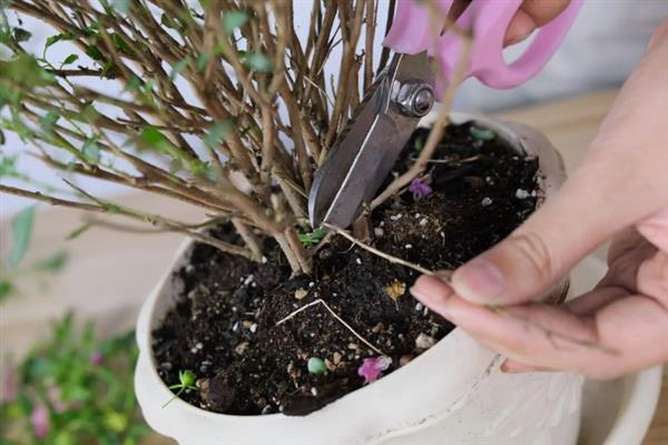 盆栽植物过度施肥怎么办，大量浇水可以稀释肥料