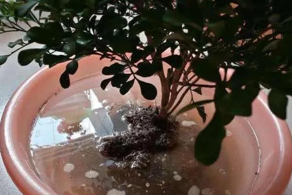 盆栽植物过度施肥怎么办，大量浇水可以稀释肥料
