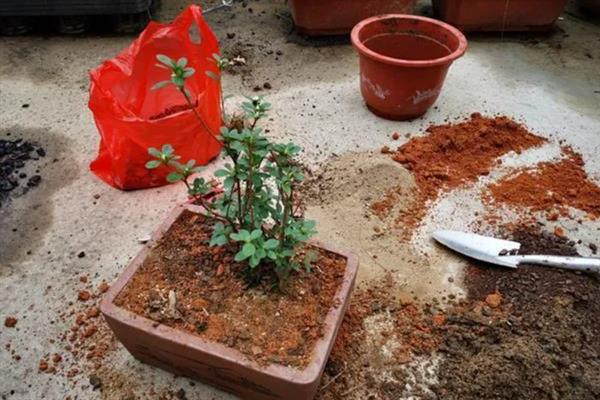盆栽植物过度施肥怎么办，大量浇水可以稀释肥料