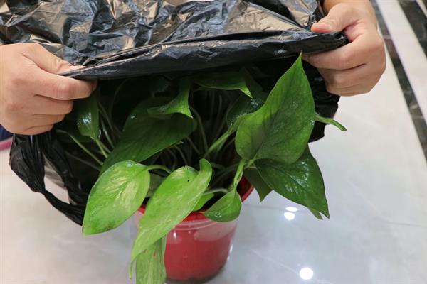 盆栽植物过度施肥怎么办，大量浇水可以稀释肥料