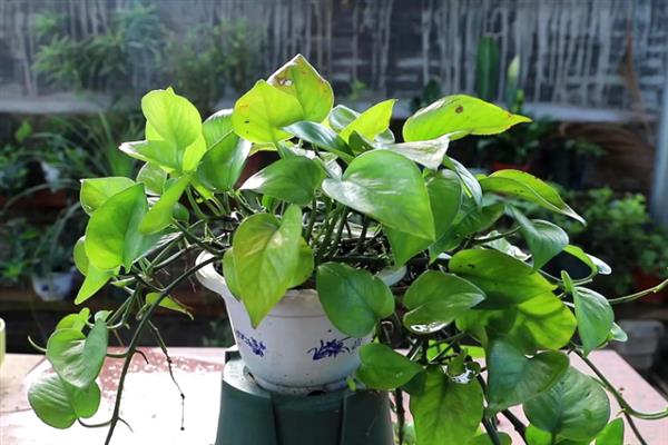 养殖大叶绿萝和小叶绿萝的方法，前者适合土培、后者适合水培