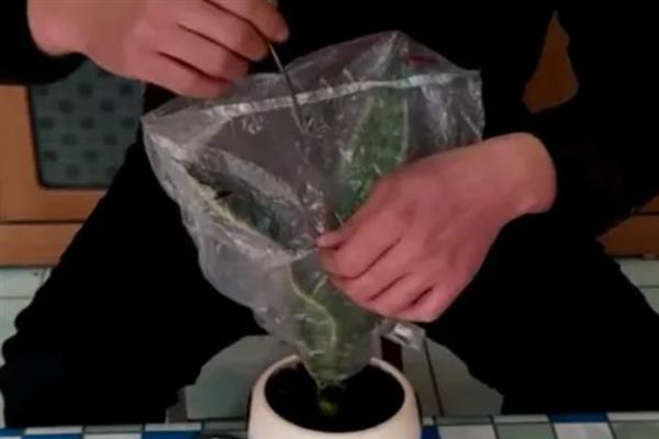 盆栽植物过度施肥怎么办，大量浇水可以稀释肥料