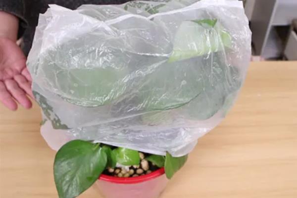 盆栽植物过度施肥怎么办，大量浇水可以稀释肥料