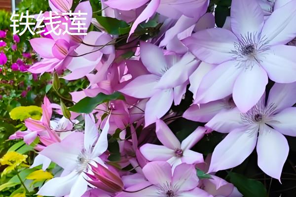 喜欢碱性土壤的花卉，有连翘、铁线莲等