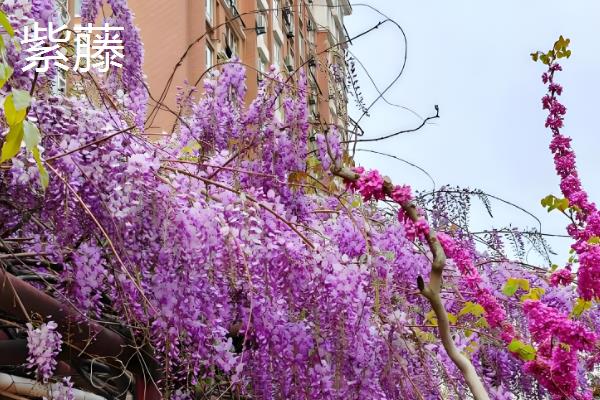 喜欢碱性土壤的花卉，有连翘、铁线莲等