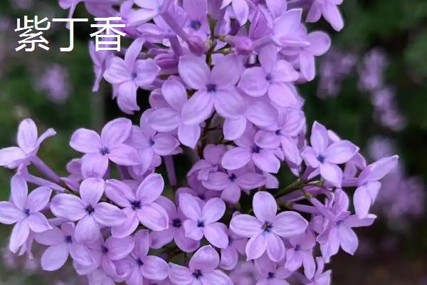 喜欢碱性土壤的花卉，有连翘、铁线莲等