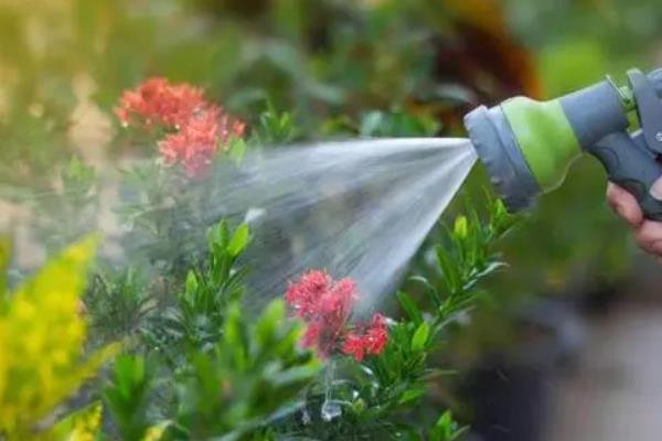 喜欢碱性土壤的花卉，有连翘、铁线莲等