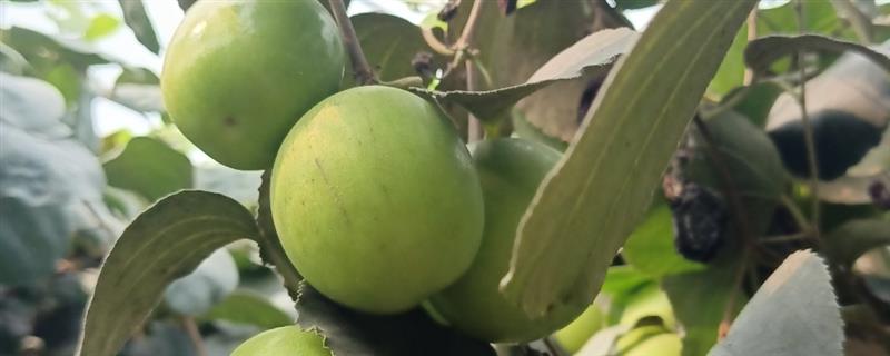 青枣和冬枣是一种吗，是不同的品种