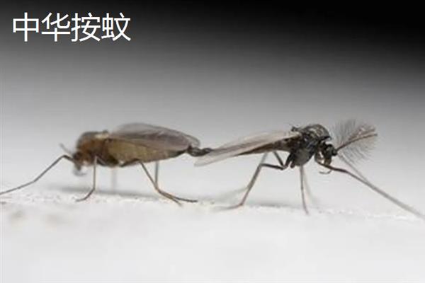 蚊子有什么种类，主要有中华按蚊、嗜人按蚊、多斑按蚊等品种