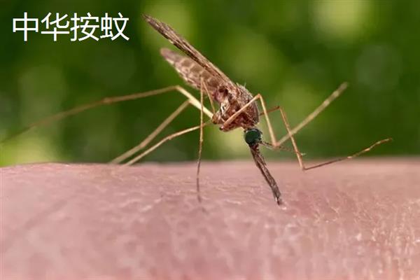 蚊子有什么种类，主要有中华按蚊、嗜人按蚊、多斑按蚊等品种