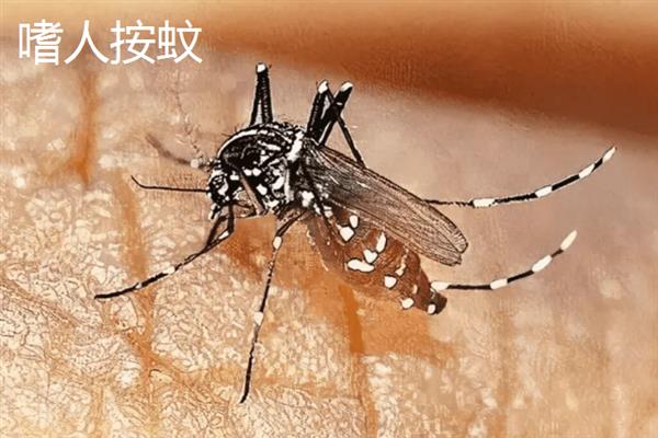 蚊子有什么种类，主要有中华按蚊、嗜人按蚊、多斑按蚊等品种
