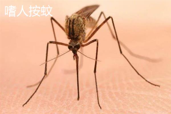 蚊子有什么种类，主要有中华按蚊、嗜人按蚊、多斑按蚊等品种
