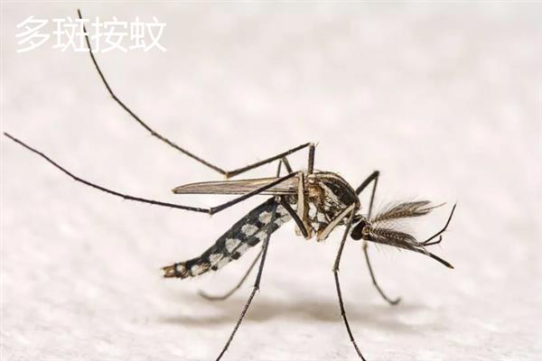 蚊子有什么种类，主要有中华按蚊、嗜人按蚊、多斑按蚊等品种