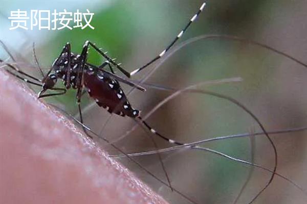 蚊子有什么种类，主要有中华按蚊、嗜人按蚊、多斑按蚊等品种