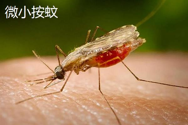 蚊子有什么种类，主要有中华按蚊、嗜人按蚊、多斑按蚊等品种
