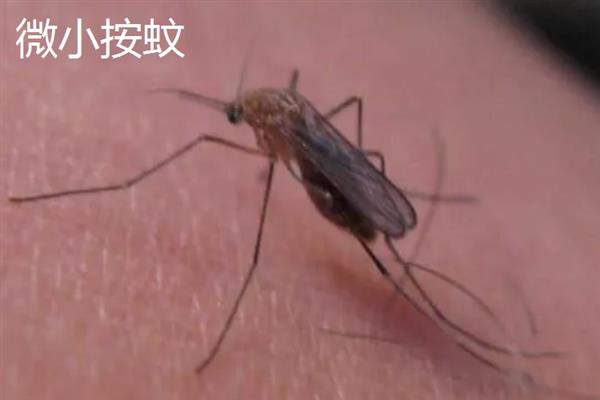 蚊子有什么种类，主要有中华按蚊、嗜人按蚊、多斑按蚊等品种