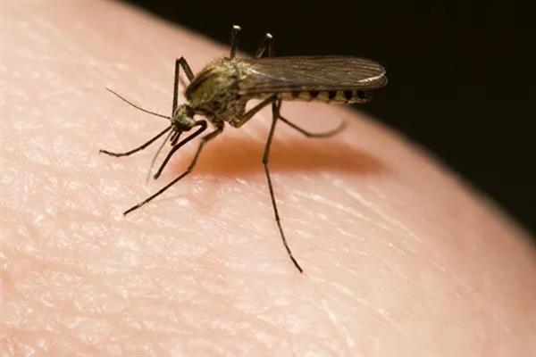 蚊子有什么种类，主要有中华按蚊、嗜人按蚊、多斑按蚊等品种