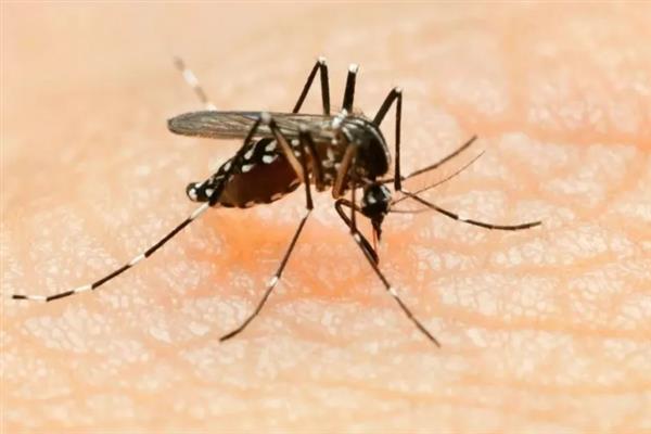 蚊子有什么种类，主要有中华按蚊、嗜人按蚊、多斑按蚊等品种