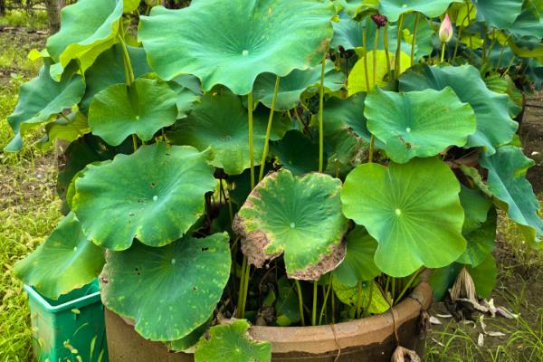 荷花为什么会烂根，可能是水量过多、施肥过量等因素造成