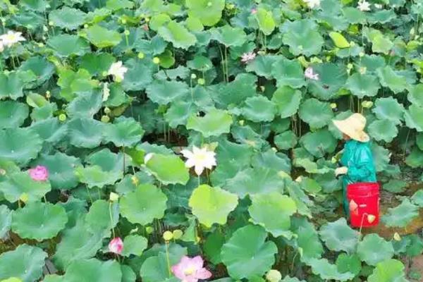荷花为什么会烂根，可能是水量过多、施肥过量等因素造成
