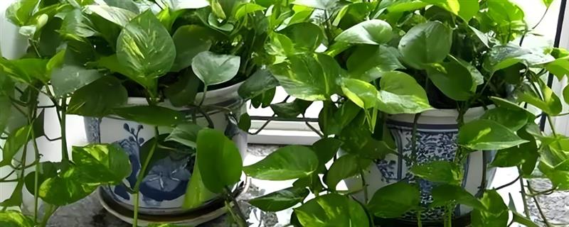 绿萝黄了怎么解决，需遮蔽强光并调节水分
