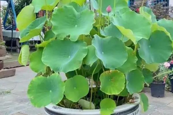 荷花为什么会烂根，可能是水量过多、施肥过量等因素造成