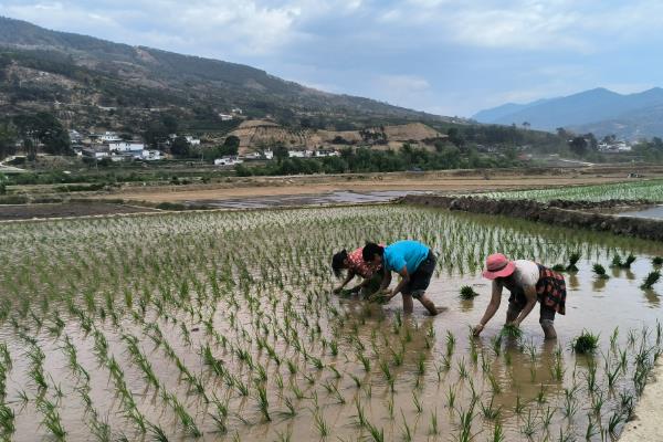 水稻卷叶虫的防治时间，1-2龄幼虫高峰期是防治适期
