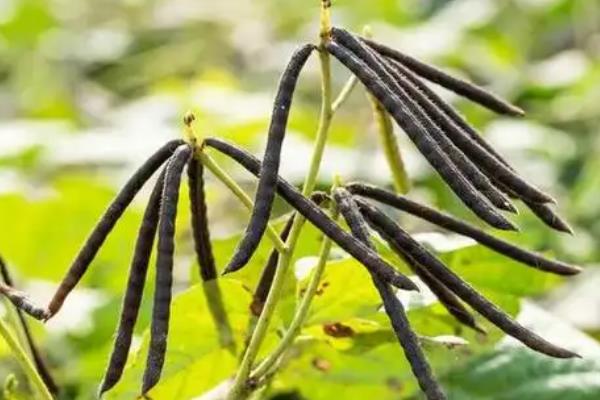 绿豆什么时候收获，8-9月份便可成熟采收