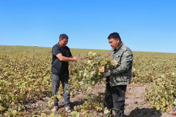 绿豆什么时候收获，8-9月份便可成熟采收