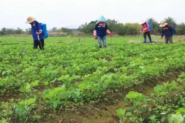 绿豆什么时候收获，8-9月份便可成熟采收