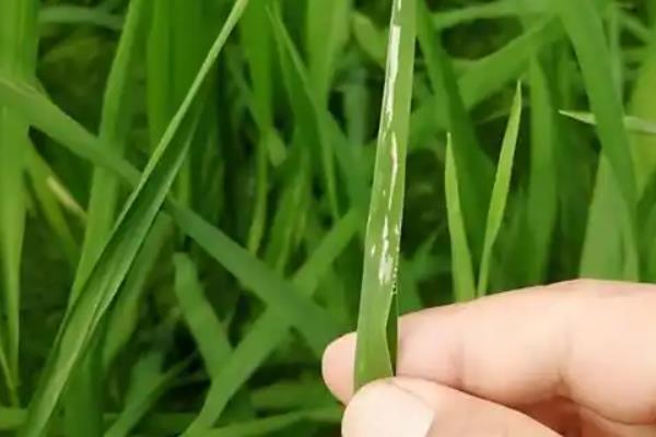 水稻卷叶虫的防治时间，1-2龄幼虫高峰期是防治适期