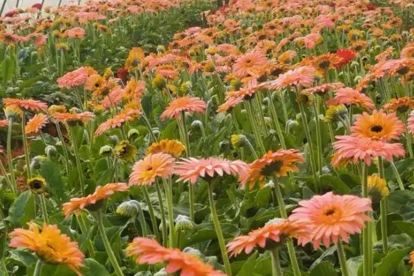 弗朗花有什么花语，代表携手一生、坚韧不拔