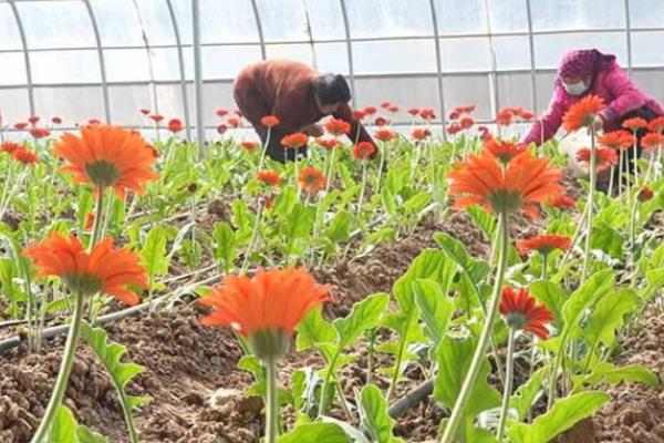 弗朗花有什么花语，代表携手一生、坚韧不拔