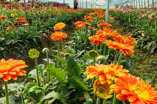 弗朗花有什么花语，代表携手一生、坚韧不拔